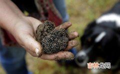 松露寻找技巧经验,如何判有松露的地质？