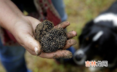 松露寻找技巧经验,如何判有松露的地质？