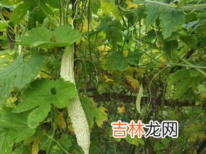 苦瓜不可以和什么同时吃,苦瓜和什么相克