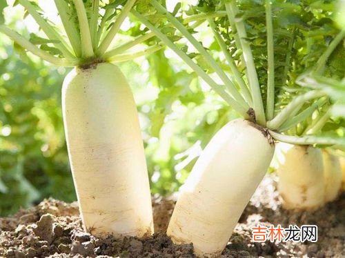 白萝卜和胡萝卜能一起炖排骨吗,炖排骨汤，白萝卜和胡萝卜能一块煮吗？