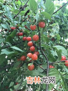 像樱桃一样的红果是什么,果肉是红色的水果有哪些,盘点十种红果肉的水果