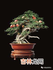 金枣盆景的养殖方法,盆栽金橘栽培方法