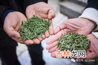 金花茶叶尖干枯怎么办,茶花叶子干枯了怎么办？