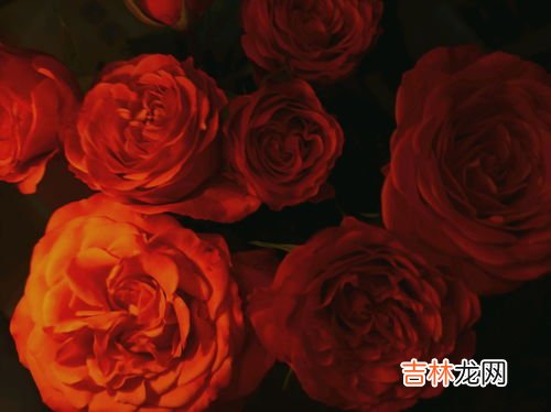 女生说玫瑰到了花期是什么意思,女生说玫瑰到了花期是什么意思？