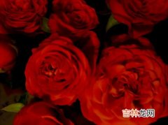 女生说玫瑰到了花期是什么意思,女生说玫瑰到了花期是什么意思？