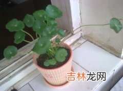 金钱草怎么种植方法,金钱草怎么养才好？金钱草的养殖方法