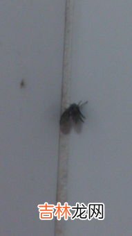 蚊香可以杀死小飞虫吗,蚊香能杀死小飞虫么