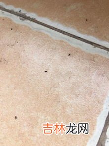 蚊香可以杀死小飞虫吗,蚊香能杀死小飞虫么
