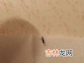 蚊香可以杀死小飞虫吗,蚊香能杀死小飞虫么