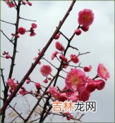 梅花香吗,别人问你含苞待放的梅花香吗