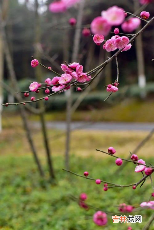 梅花香吗,别人问你含苞待放的梅花香吗