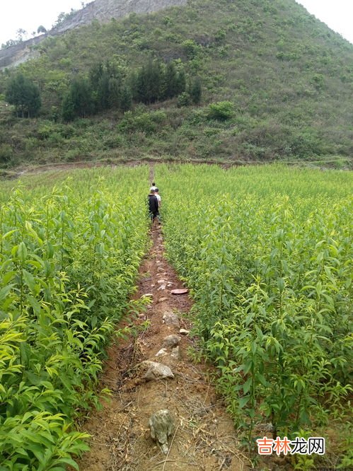 李子和梨能一起吃吗,李子和梨能一起吃吗