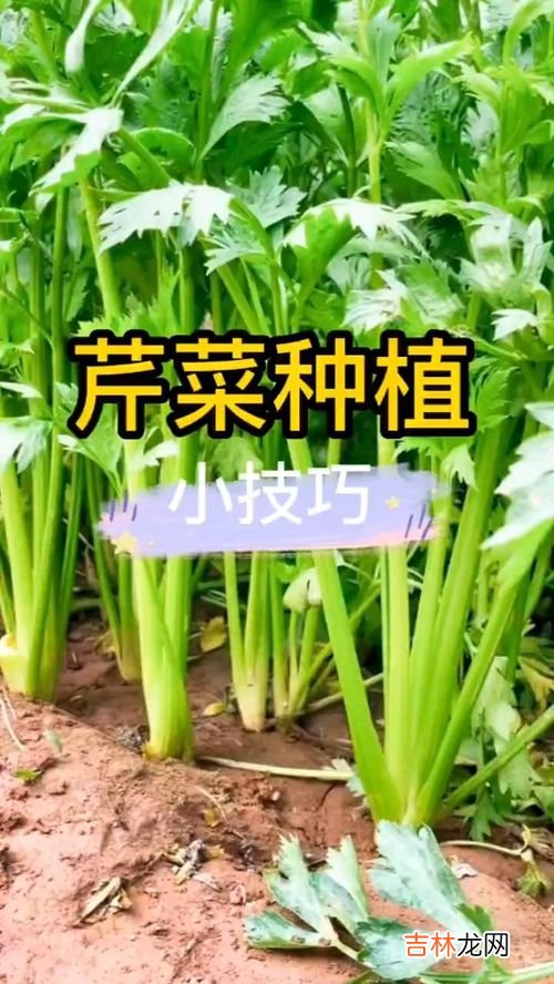 金不换的栽培方法,有“六月苋似鸡蛋，七月苋金不换”之美称的苋菜是如何栽培的呢？