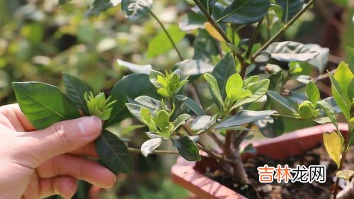 黄栀子的功效和作用不知道,黄栀子的功效与作用