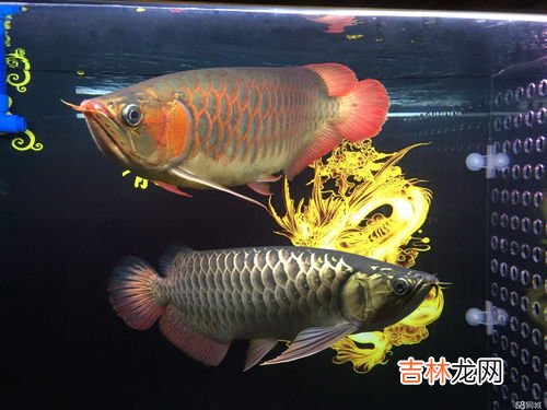 金龙鱼品种,金龙鱼品种 金龙鱼品种有哪些