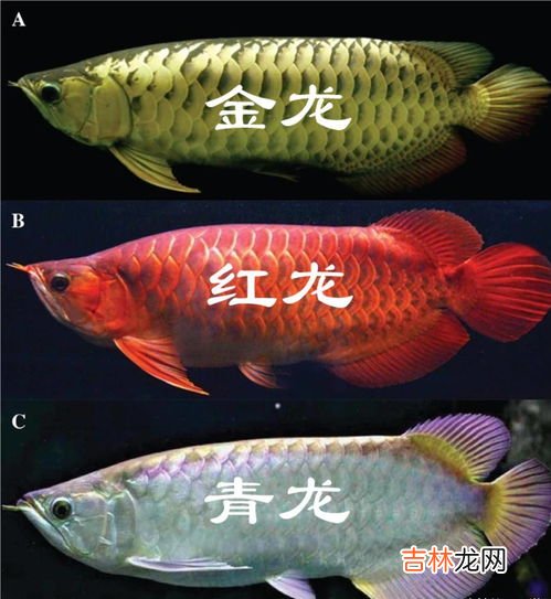 金龙鱼品种,金龙鱼品种 金龙鱼品种有哪些