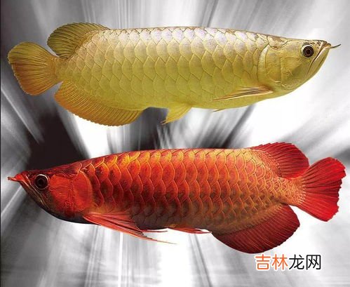 金龙鱼品种,金龙鱼品种 金龙鱼品种有哪些