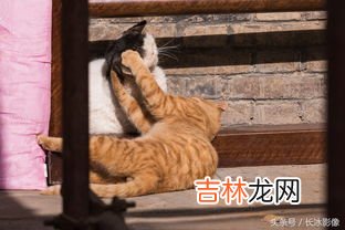 加菲猫生气的表现,加菲猫生气怎么哄