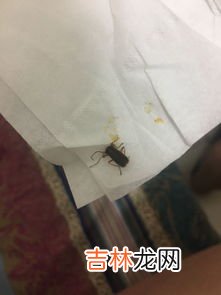 床上放什么可以驱蟑螂,床上放什么可以驱蟑螂?