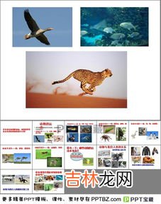 动物的本领有哪些,动物的本领有哪些