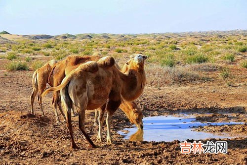 野骆驼种群在中国的哪里,野骆驼在中国什么地方?