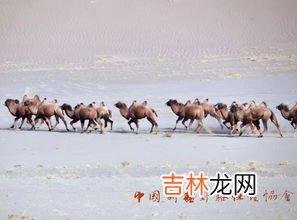 野骆驼种群在中国的哪里,野骆驼在中国什么地方?