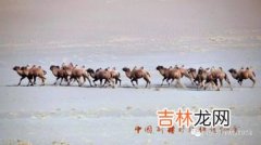 野骆驼种群在中国的哪里,野骆驼在中国什么地方?