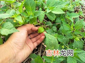 花生怎样种植,花生怎么种植方法 步骤