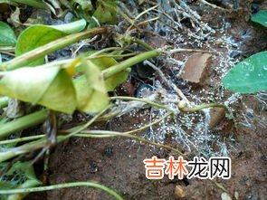 花生怎样种植,花生怎么种植方法 步骤