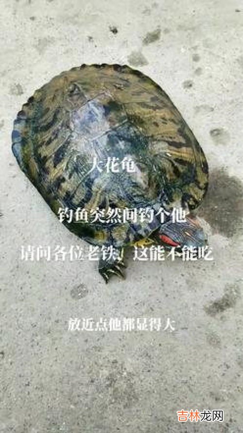 花龟吃什么,花龟吃什么