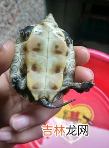 花龟吃什么,花龟吃什么