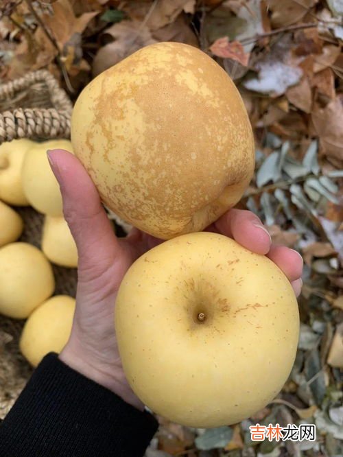 黄金维纳斯苹果介绍,目前最火的苹果新品种