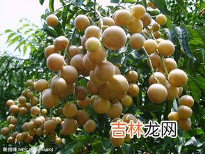 黄皮果叶子煮水洗澡的功效,黄皮树的叶子有什么好处？