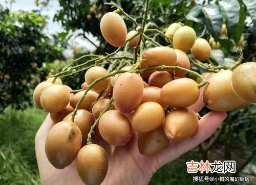 黄皮果叶子煮水洗澡的功效,黄皮树的叶子有什么好处?