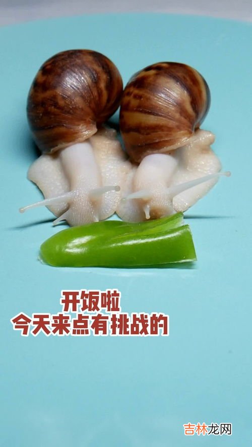 儿童趣味面点萌萌蜗牛包,有点像蜗牛壳的面包叫什么