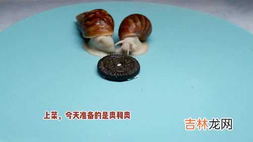 儿童趣味面点萌萌蜗牛包,有点像蜗牛壳的面包叫什么