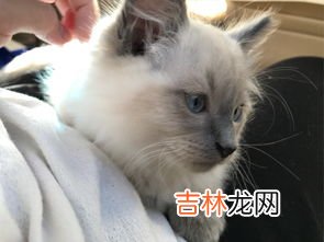 虎斑暹罗猫是杂交么,虎斑暹罗是串吗?