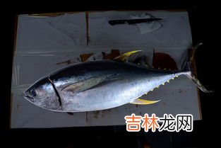 黄鳍鲷鱼怎么做,请问曰本黄鲷鱼怎 么做法?