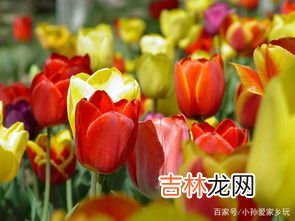郁金香原产地是哪个国家,郁金香的原产地是哪里