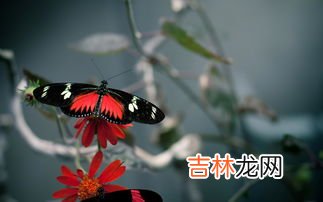 蝴蝶在人身上停留的原因,为什么一只蝴蝶飞在我的身上好上时间才走？