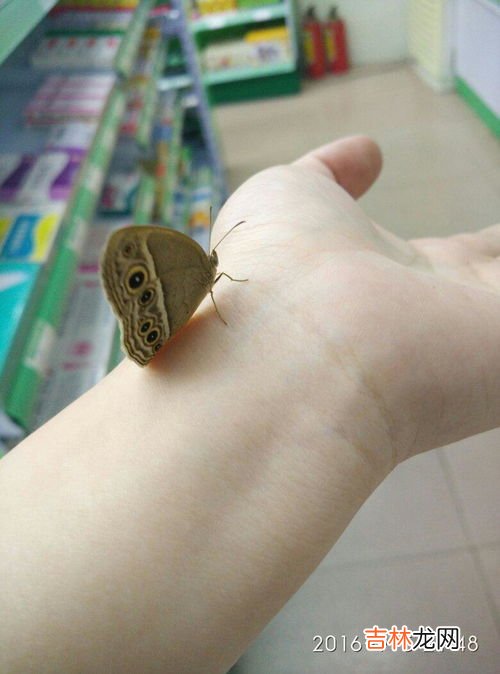 蝴蝶在人身上停留的原因,为什么一只蝴蝶飞在我的身上好上时间才走?