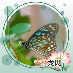 蝴蝶在人身上停留的原因,为什么一只蝴蝶飞在我的身上好上时间才走?