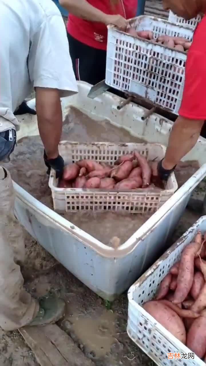 红薯窖保存红薯的方法,想要防止红薯烂窖，应该怎么做？红薯应该如何储存？