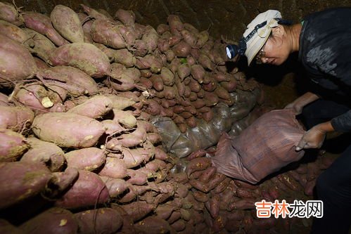 红薯窖保存红薯的方法,想要防止红薯烂窖，应该怎么做？红薯应该如何储存？