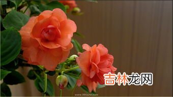 虎刺梅叶子发黄原因及其解决方法,虎刺梅叶子发黄怎么办