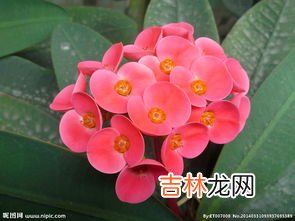 虎刺梅的繁殖方法,虎刺梅怎么繁殖