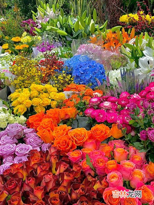 花的品种和分类,花有哪些种类？