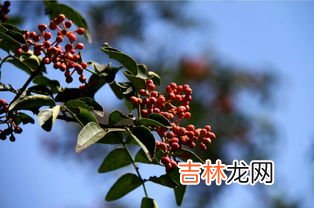 花椒的功效与作用禁忌,花椒的功效与作用禁忌介绍