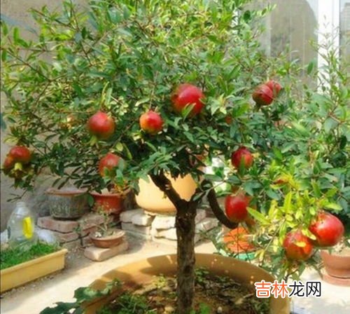 石榴靠什么传播种子,石榴种子的传播方式有哪些