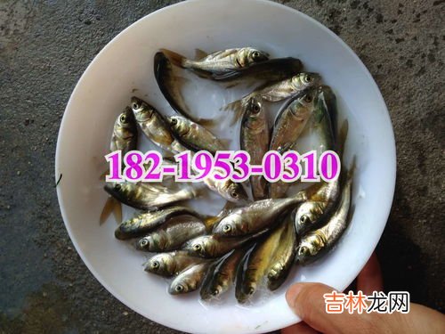花鲢鱼的功效与作用,花鲢鱼和鲤鱼的营养价值